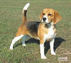 白廣路長(zhǎng)期提供養(yǎng)老服務(wù)、托管終身寄養(yǎng)與寵物接送 北京寵物服務(wù)與互聯(lián)網(wǎng)數(shù)據(jù)服務(wù)的融合新篇章